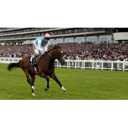 100% Free Horse Racing System+Today Only(Free Copy of The Legendary 36K Formula)