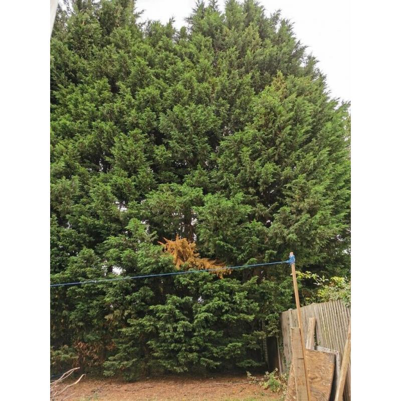 Tree Surgeon required, Cut Remove 13 Conifer Trees.