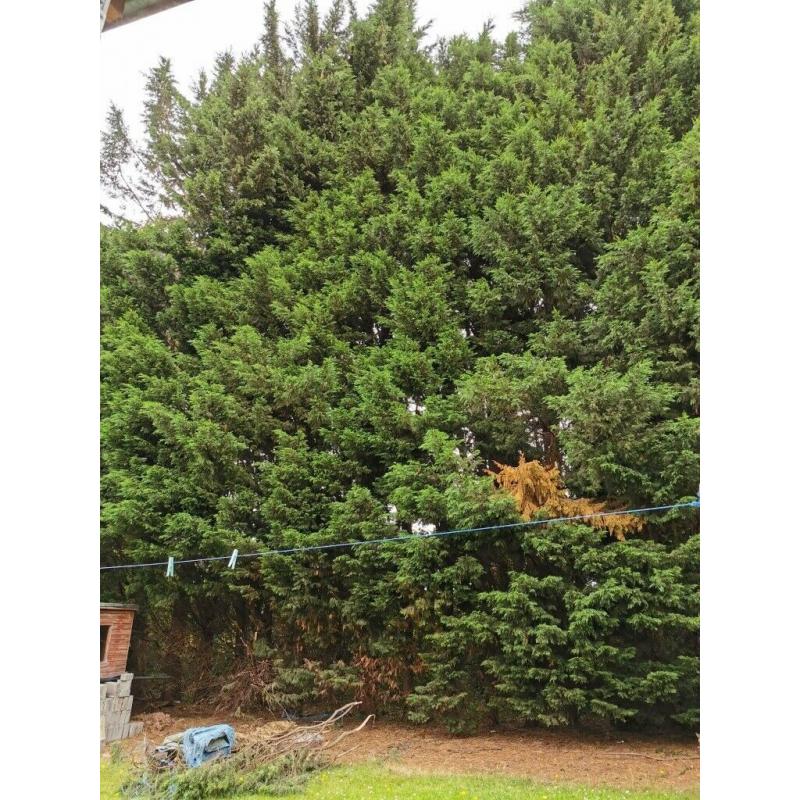 Tree Surgeon required, Cut Remove 13 Conifer Trees.