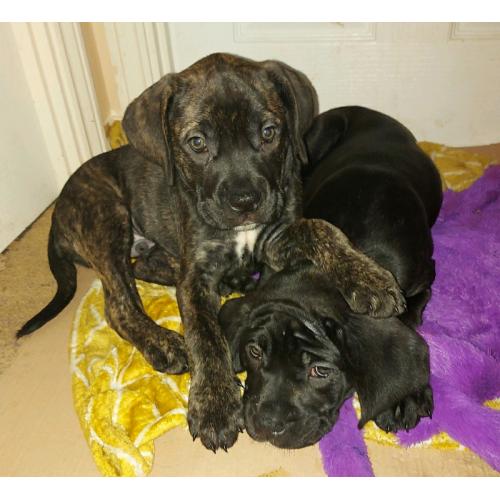Cane corso black girls