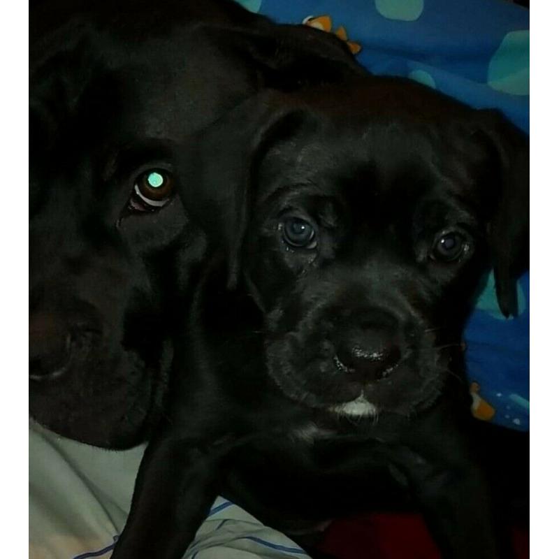 Cane corso black girls