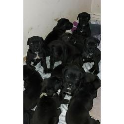 Cane corso black girls