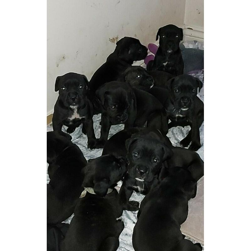 Cane corso black girls
