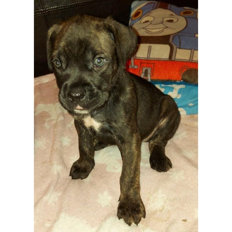 Cane corso black girls