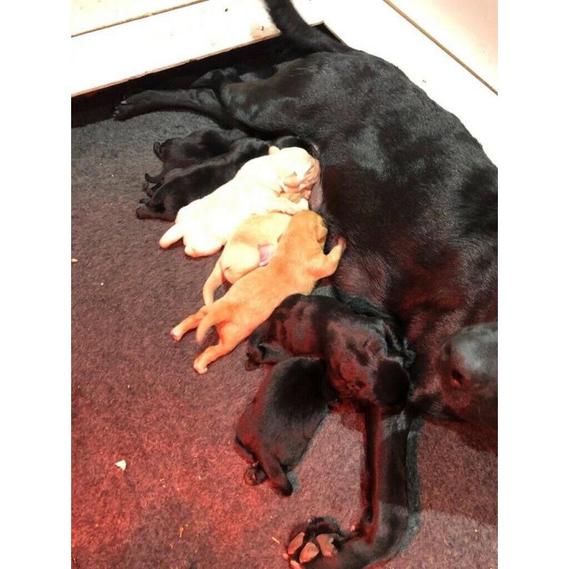 Labrador Puppies