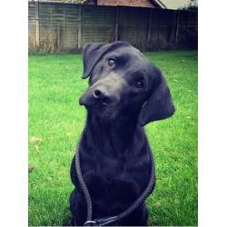 Labrador Puppies