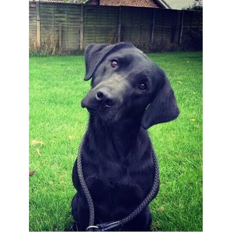 Labrador Puppies