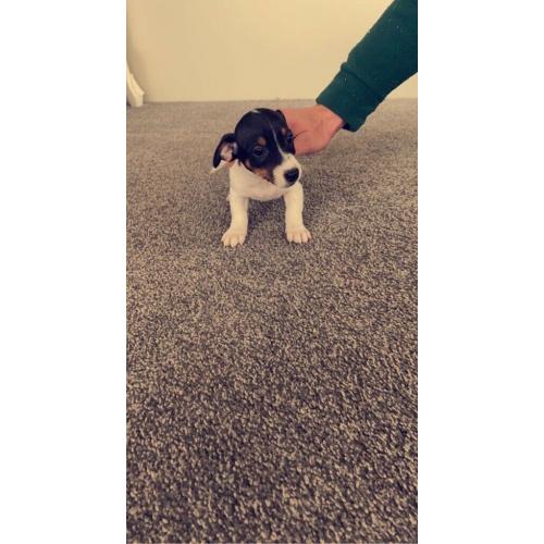 Jack Russel Puppy?s 2 Boys Left REDUCED PRICE!!