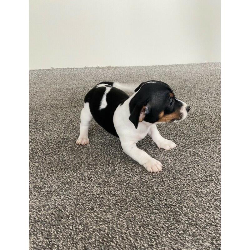 Jack Russel Puppy?s 2 Boys Left REDUCED PRICE!!