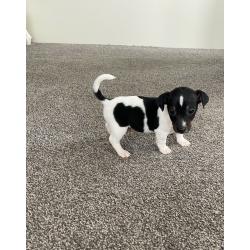 Jack Russel Puppy?s 2 Boys Left REDUCED PRICE!!