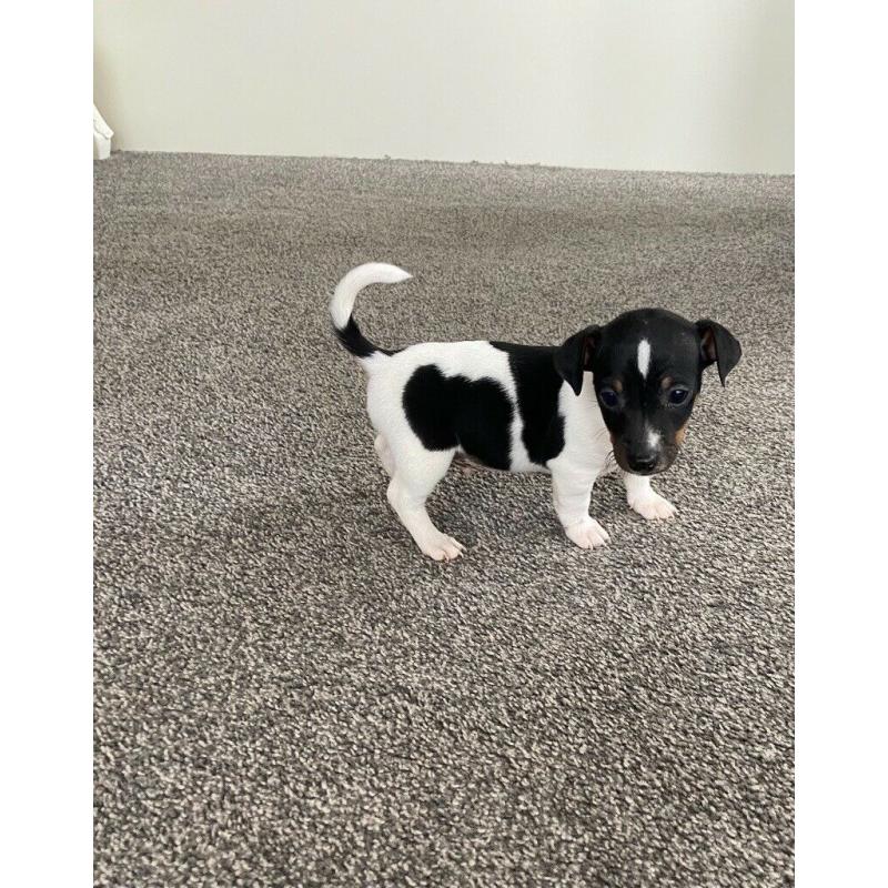 Jack Russel Puppy?s 2 Boys Left REDUCED PRICE!!
