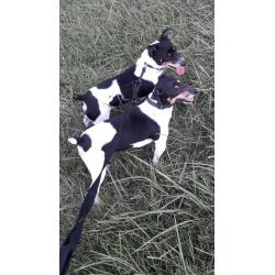 Jack Russel Puppy?s 2 Boys Left REDUCED PRICE!!