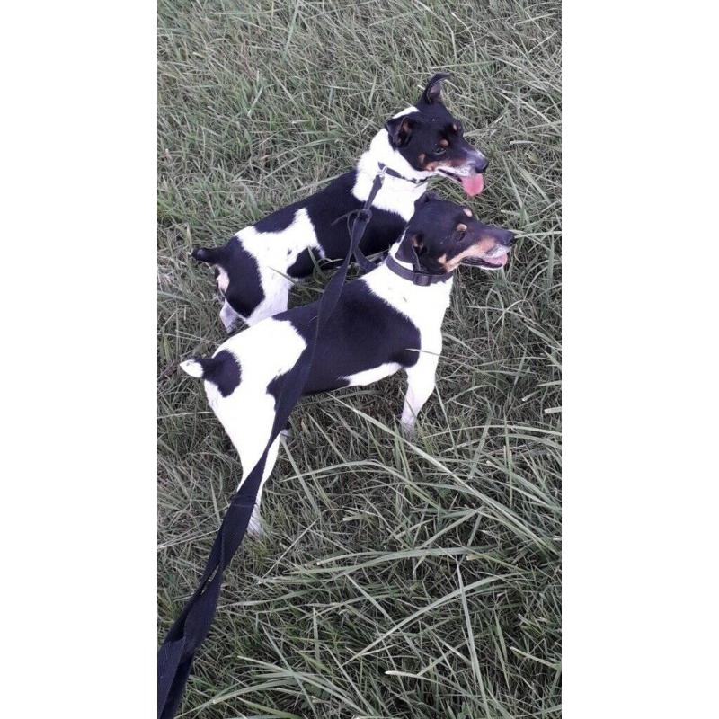 Jack Russel Puppy?s 2 Boys Left REDUCED PRICE!!