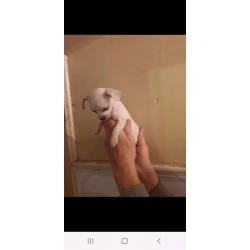 2 tiny jug puppies both girls pug x jack Russel 1 GIRL LEFT l