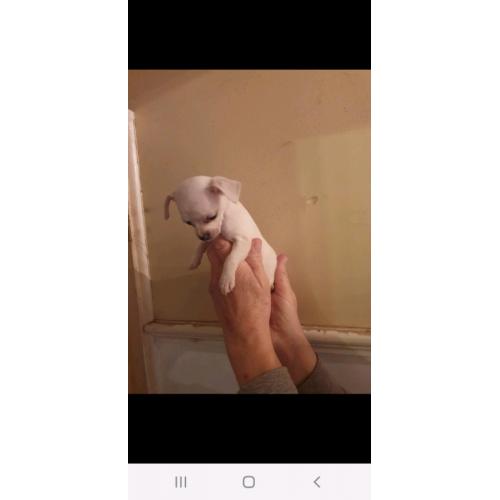 2 tiny jug puppies both girls pug x jack Russel 1 GIRL LEFT l
