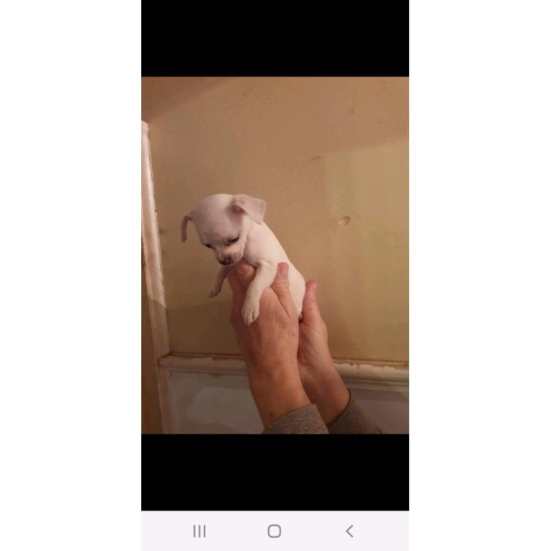 2 tiny jug puppies both girls pug x jack Russel 1 GIRL LEFT l