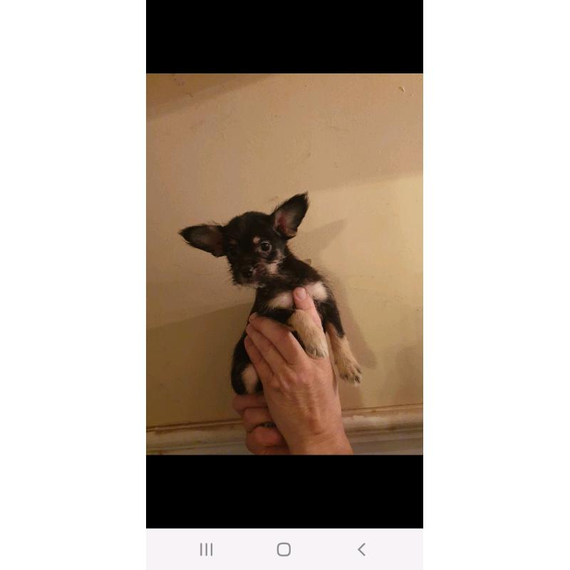 2 tiny jug puppies both girls pug x jack Russel 1 GIRL LEFT l