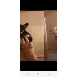 2 tiny jug puppies both girls pug x jack Russel 1 GIRL LEFT l