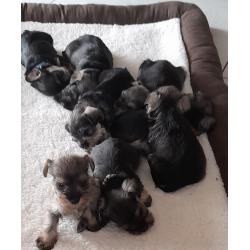 KC registered miniature schnauzer pups