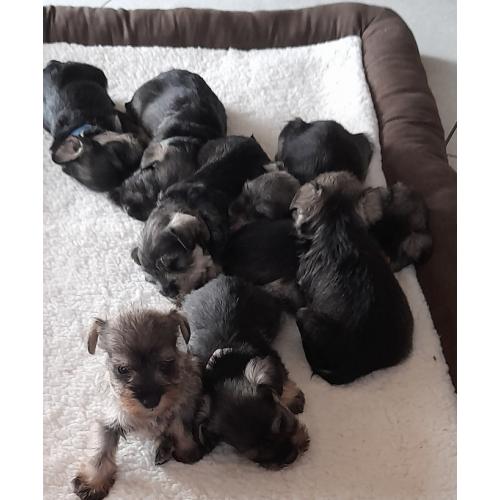 KC registered miniature schnauzer pups
