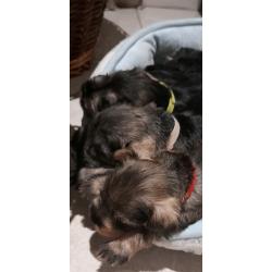 KC registered miniature schnauzer pups