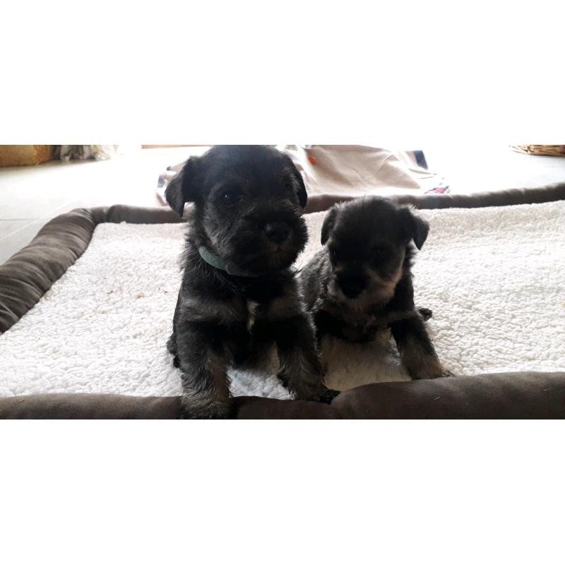 KC registered miniature schnauzer pups