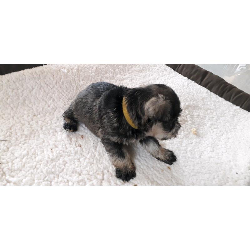 KC registered miniature schnauzer pups