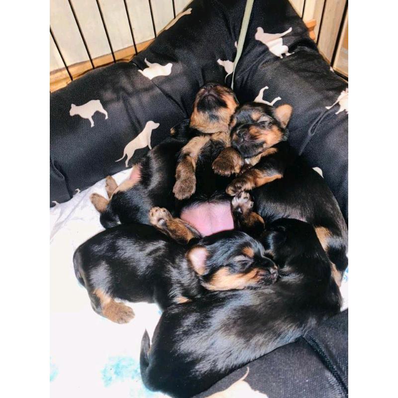 Yorkshire terrier puppies