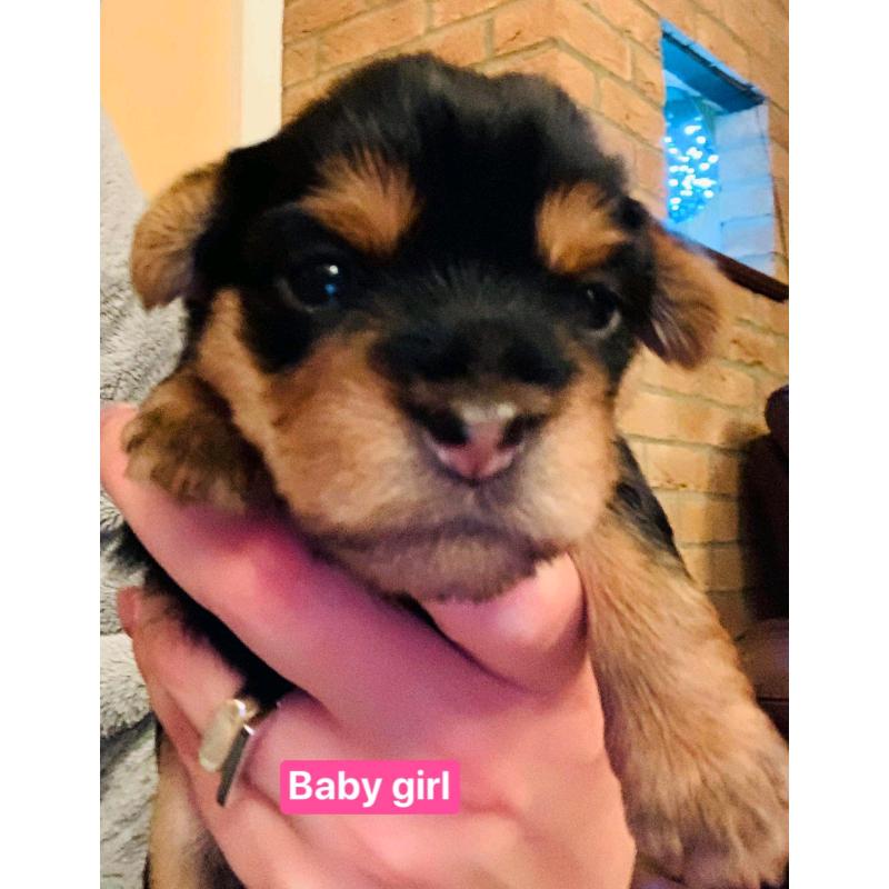 Yorkshire terrier puppies