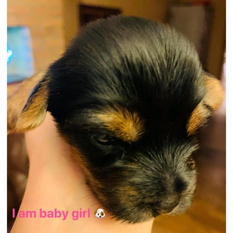 Yorkshire terrier puppies