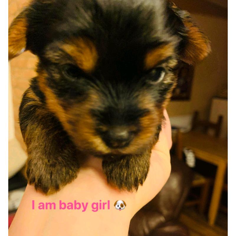 Yorkshire terrier puppies