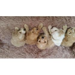 Sproodle puppies