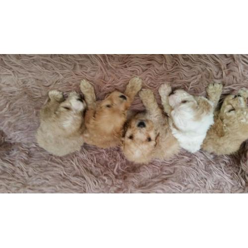 Sproodle puppies
