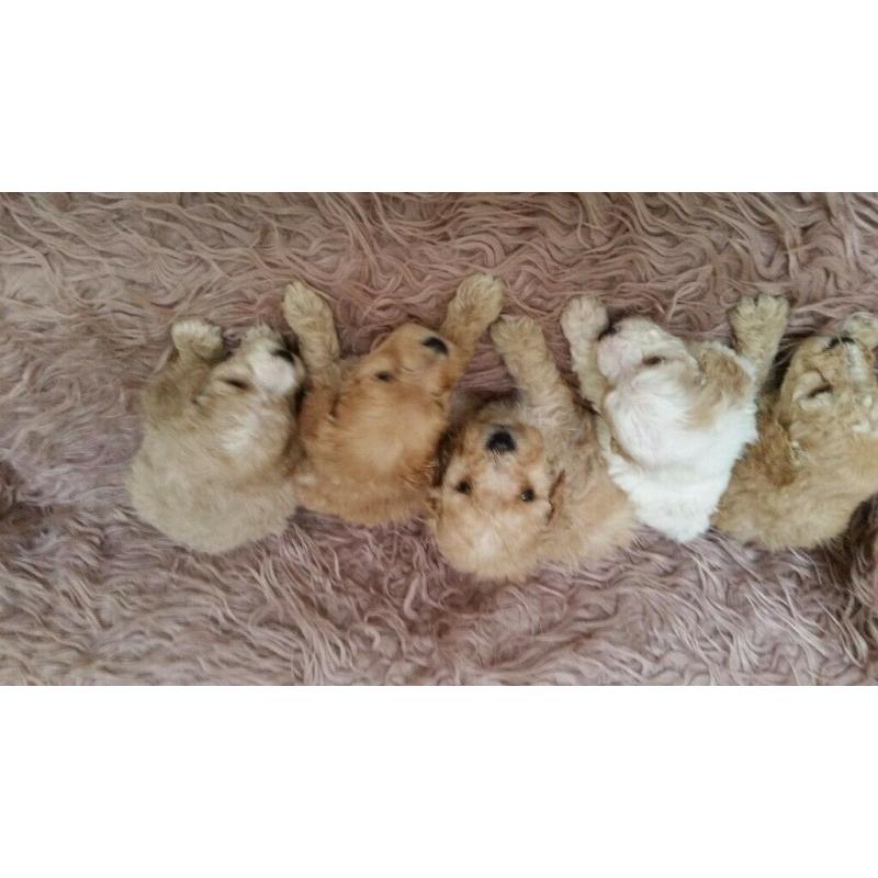 Sproodle puppies