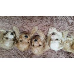 Sproodle puppies