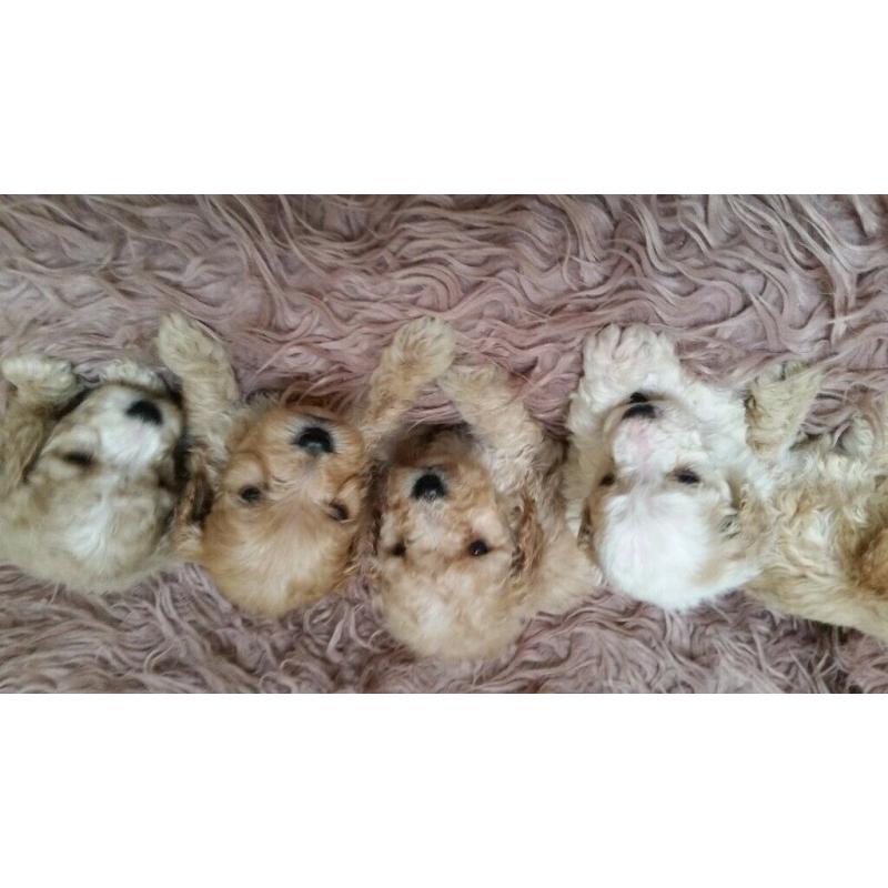 Sproodle puppies