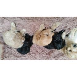 Sproodle puppies