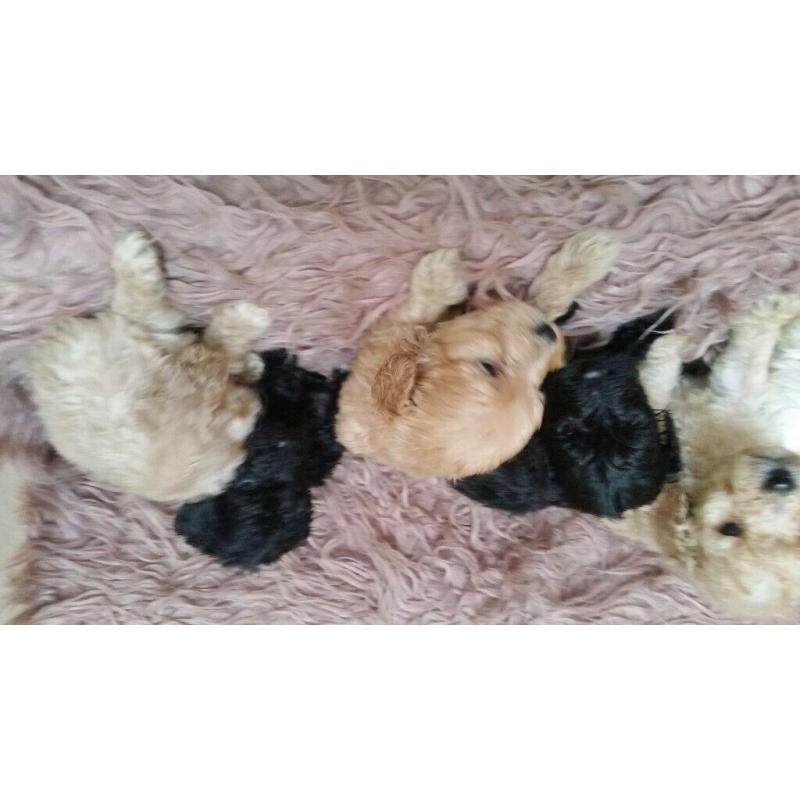 Sproodle puppies