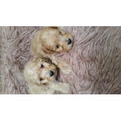Sproodle puppies