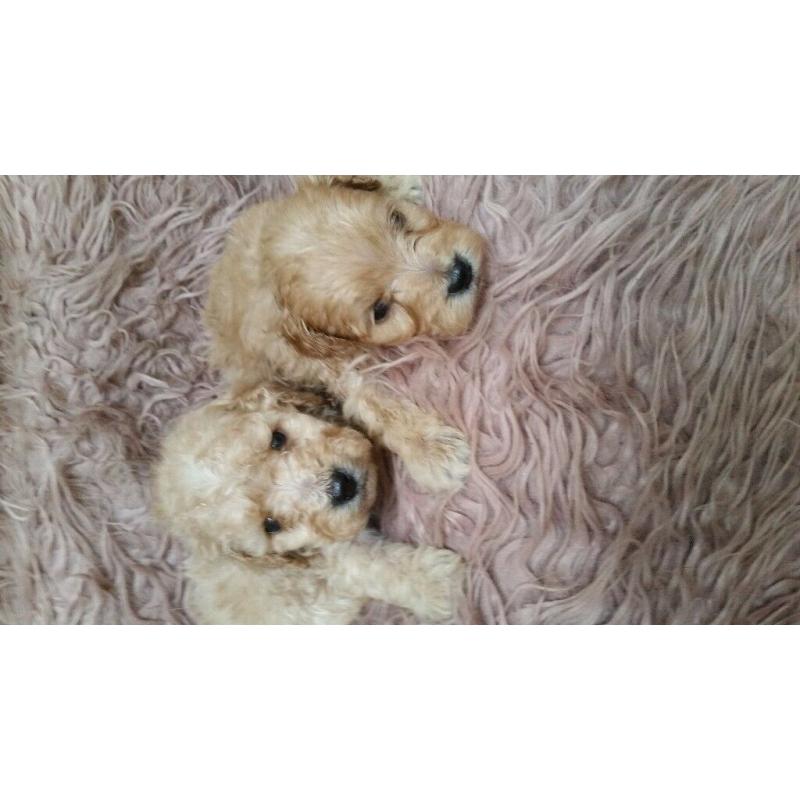 Sproodle puppies