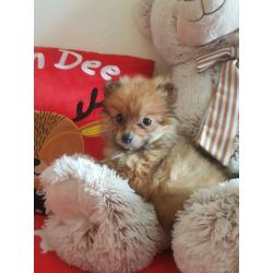 Pomeranian puppy