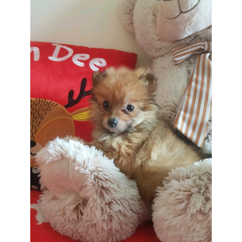 Pomeranian puppy