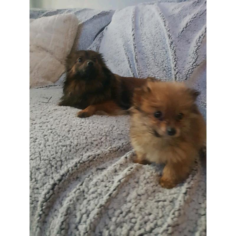 Pomeranian puppy