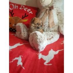Pomeranian puppy