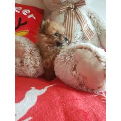 Pomeranian puppy