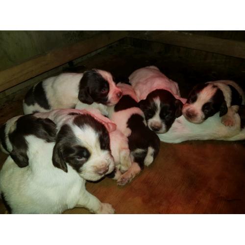 Gorgeous English Springer Spaniel Pups for Sale