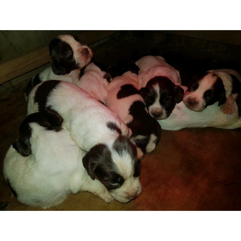 Gorgeous English Springer Spaniel Pups for Sale