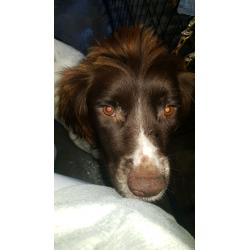 Gorgeous English Springer Spaniel Pups for Sale