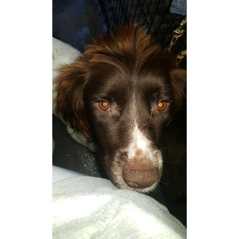 Gorgeous English Springer Spaniel Pups for Sale