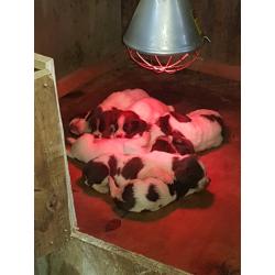 Gorgeous English Springer Spaniel Pups for Sale
